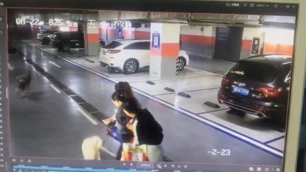 博盈证券 兰州一小区停车场未拴绳大狗冲向6个月孕妇 当事人：狗主人态度冷漠，没有一句道歉